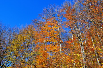 Golden autumn scene in a park, with falling leaves, the sun shining through the trees and blue sky