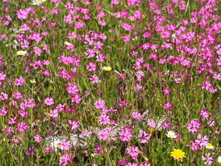 Fototapeta premium Wildflowers (Silene scabriflora)