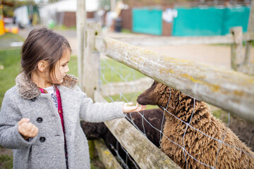 Little girl feeding a brown lamb through a wood and wire fence at a farmyard