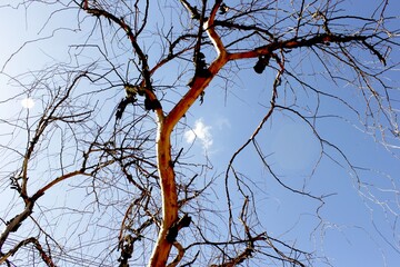 Dead environment. Dry tree with numerous branches against the blue sky