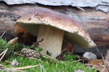 mushrooms in the forest