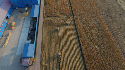 The harvester is harvesting rice on the farm, LUANNAN COUNTY, Hebei Province
