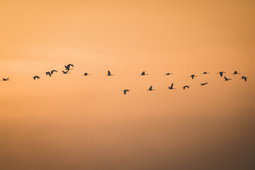 Sonnenaufgang mit Kranichen I