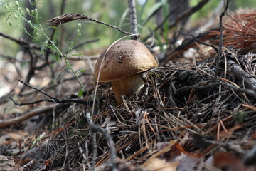 mushroom in the forest