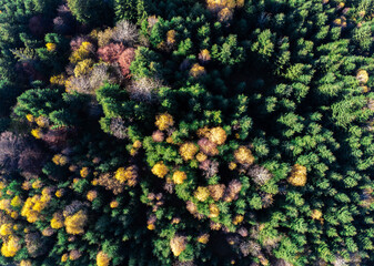 Top down drone view, deciduous woods and pine woods at late autumn, image for natural background.