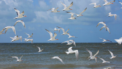 Royal terns and Sandwich terns take flight on Fort Myers Beach shoreline.