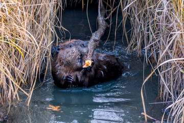 big beaver in a river outlet gnawing on a branch it chewed off of a tree along the bank and dragged...