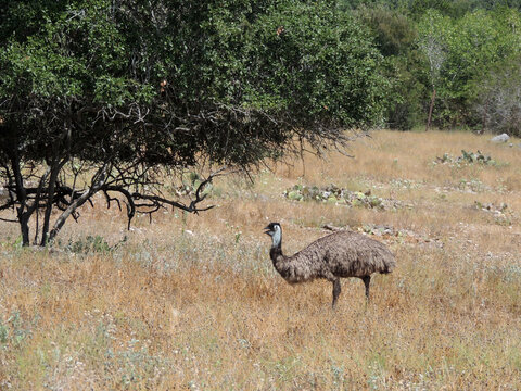 Ostrich in the savannah
