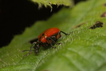 hazel-leaf roller weevil Apoderus coryli