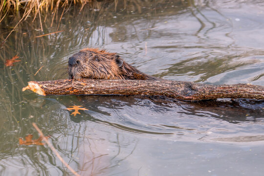 big beaver in a river outlet gnawing on a branch it chewed off of a tree along the bank and dragged over to the bank