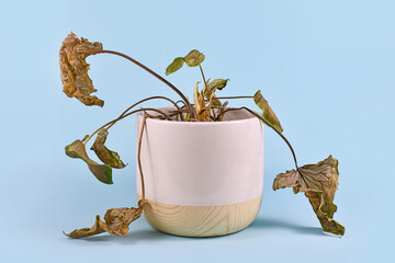 Neglected dying house plant with hanging dry leaves in white flower pot on blue background - Powered by Adobe