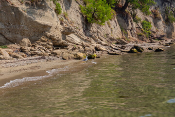 Landscape with a rocky sea coast and a Seagull.