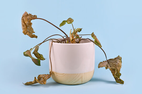 Neglected dying house plant with hanging dry leaves in white flower pot on blue background