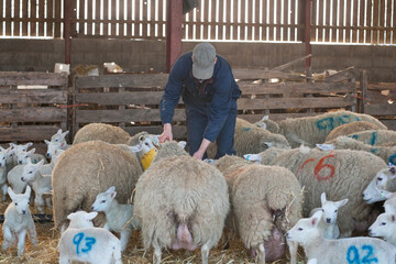 Lleyn ewes and lambs at feeding time on a farm, in the UK at lam