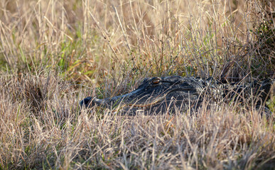 adult alligator suns on the trail ahead in the wetlands