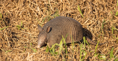 adult armadillo looks for food in the field ahead