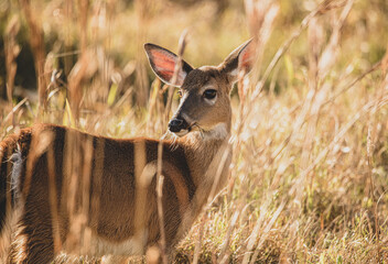 doe in a golden meadow at sunset