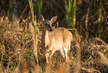 doe in a golden meadow at sunset