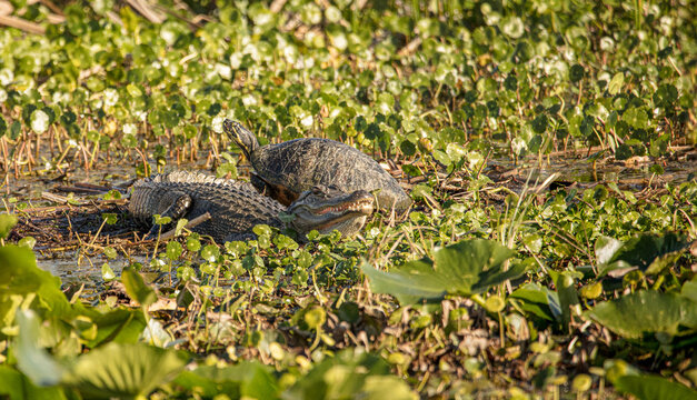 alligator and turtle sit together on a sunny day in the wetlands