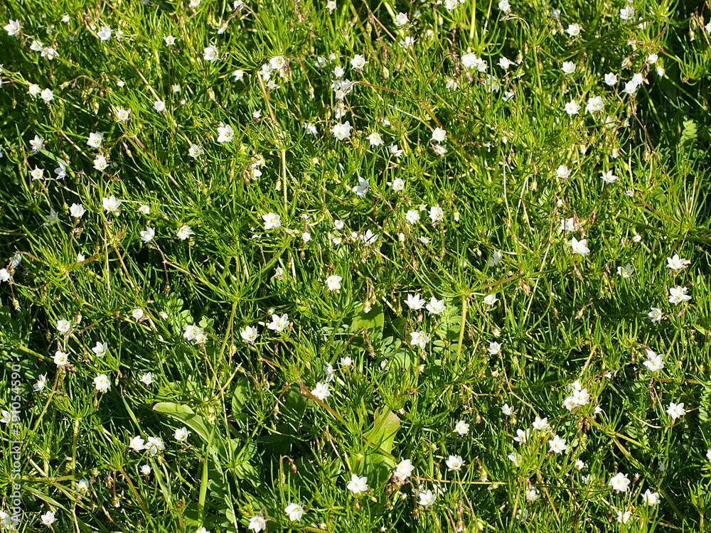 Wall mural Corn Spurrey (Spergula arvensis)