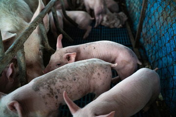Breeding pig rural farm dirty livestock