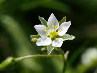 Corn Spurrey (Spergula arvensis)