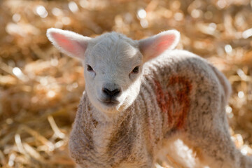 New born Lleyn lamb at lambing time in a barn, United Kingdom
