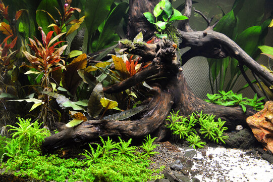 Beautiful aquatic decor in an aquarium, with aquatic plants. This is aquascaping