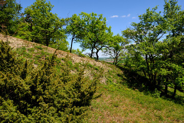 Fototapeta na wymiar Landschaft im Naturschutzgebiet Mäusberg bei Karlstadt, Landkreis Main-Spessart, Unterfranken, Bayern, Deutschland