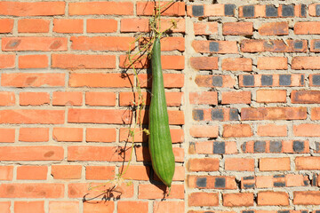 Ripe Luffa hung on the brick wall