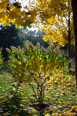 Colorful foliage in autumn park