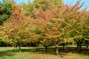Fototapeta premium Minimalist monochrome background with large red and orange leaves and small flowers of cherries trees in the Japanese Garden from Herastrau Park in Bucharest, Romania, in a sunny autumn day.