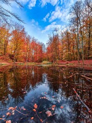 autumn in the forest