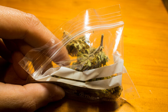 hand wielding plastic bag with marijuana buds inside with yellow background
