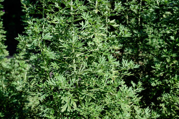 Close up of fresh green leaves of Artemisia absinthium, known as grand wormwood or absinthe, in a garden in a sunny spring day, background photographed with soft focus.