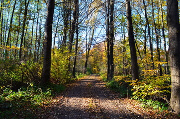 Fototapeta premium Golden autumn scene in a park, with falling leaves, the sun shining through the trees and blue sky