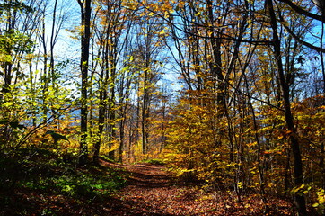 Golden autumn scene in a park, with falling leaves, the sun shining through the trees and blue sky