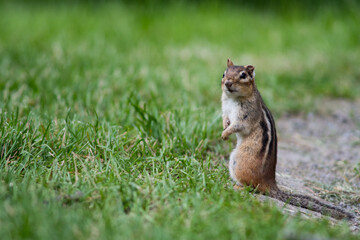 Canadian chipmunks, 1