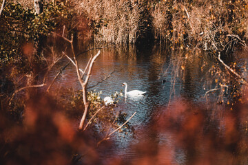 Autumn in Berlin red leaf