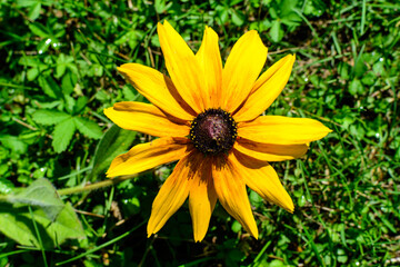 Group of bright yellow flowers of Rudbeckia, commonly known as coneflowers or black eyed susans, in a sunny summer garden, beautiful outdoor floral background photographed with soft focus.