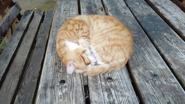 Sick ginger cat is trying to sleep on wooden picnic table
