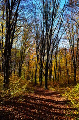 Golden autumn scene in a park, with falling leaves, the sun shining through the trees and blue sky