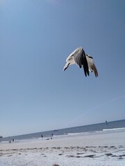 seagull