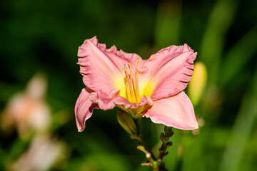 Vivid pink Hemerocallis daylily, Lilium or Lily plant in a British cottage style garden in a sunny summer day, beautiful outdoor background photographed with soft focus.