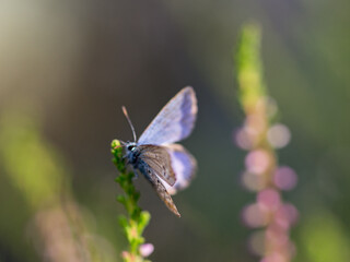 Beautiful purple butterfly perching on a heather branch