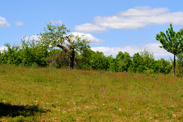 Fototapeta premium Landschaft im Naturschutzgebiet Mäusberg bei Karlstadt, Landkreis Main-Spessart, Unterfranken, Bayern, Deutschland