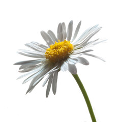Close up image of a little daisy isolated on white background

