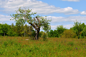 Fototapeta premium Landschaft im Naturschutzgebiet Mäusberg bei Karlstadt, Landkreis Main-Spessart, Unterfranken, Bayern, Deutschland
