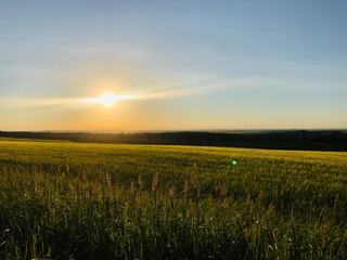 wheat field at sunset
