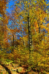 Fototapeta premium Golden autumn scene in a park, with falling leaves, the sun shining through the trees and blue sky